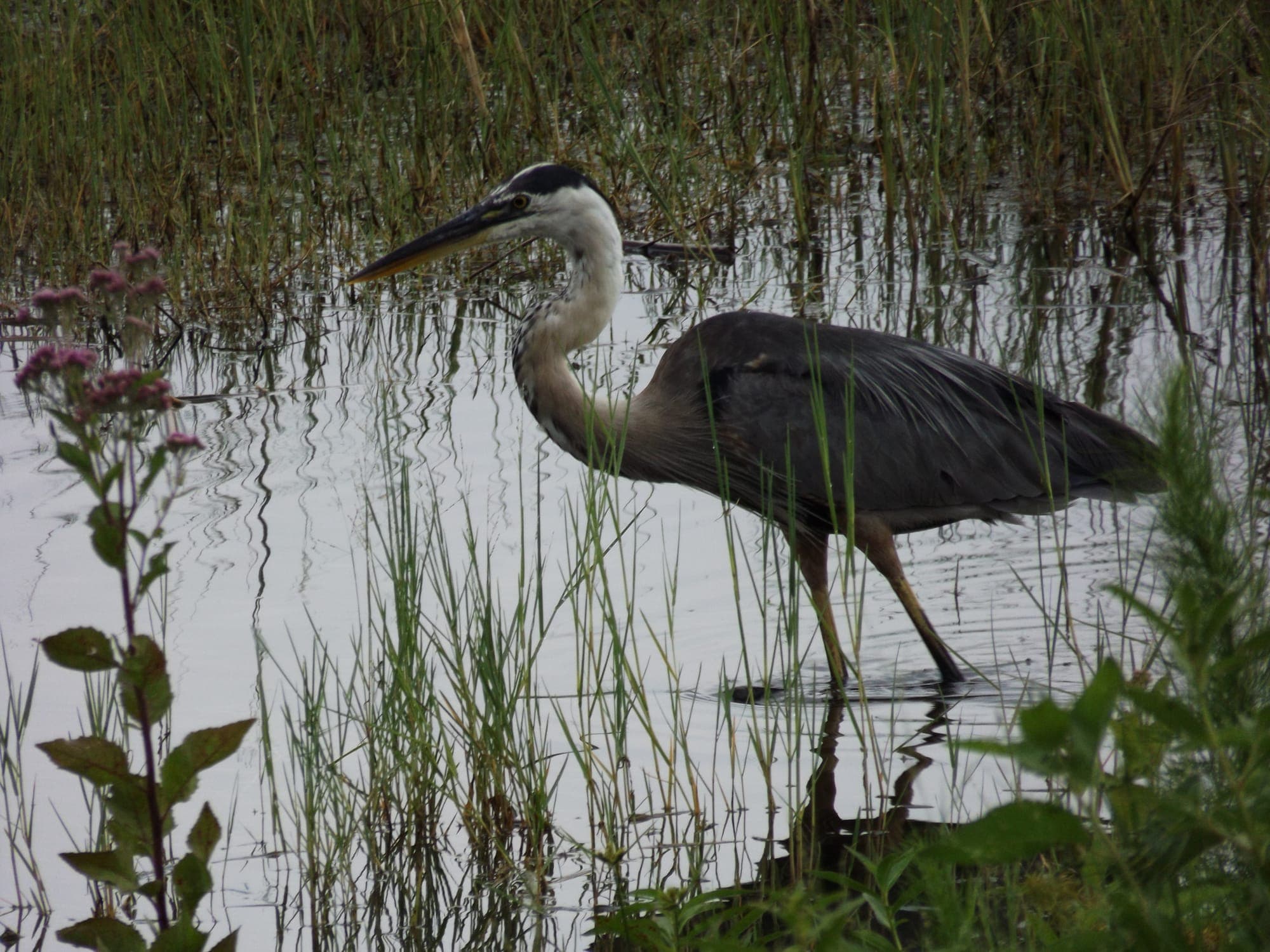 A great blue heron standing at the grassy edge of Lake Howard