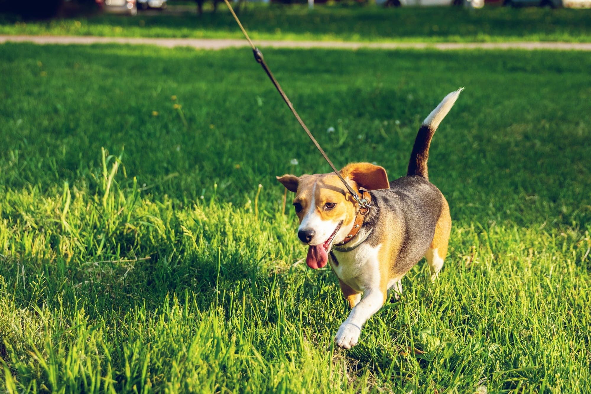 A beagle on a leash, trotting across a sunny lawn