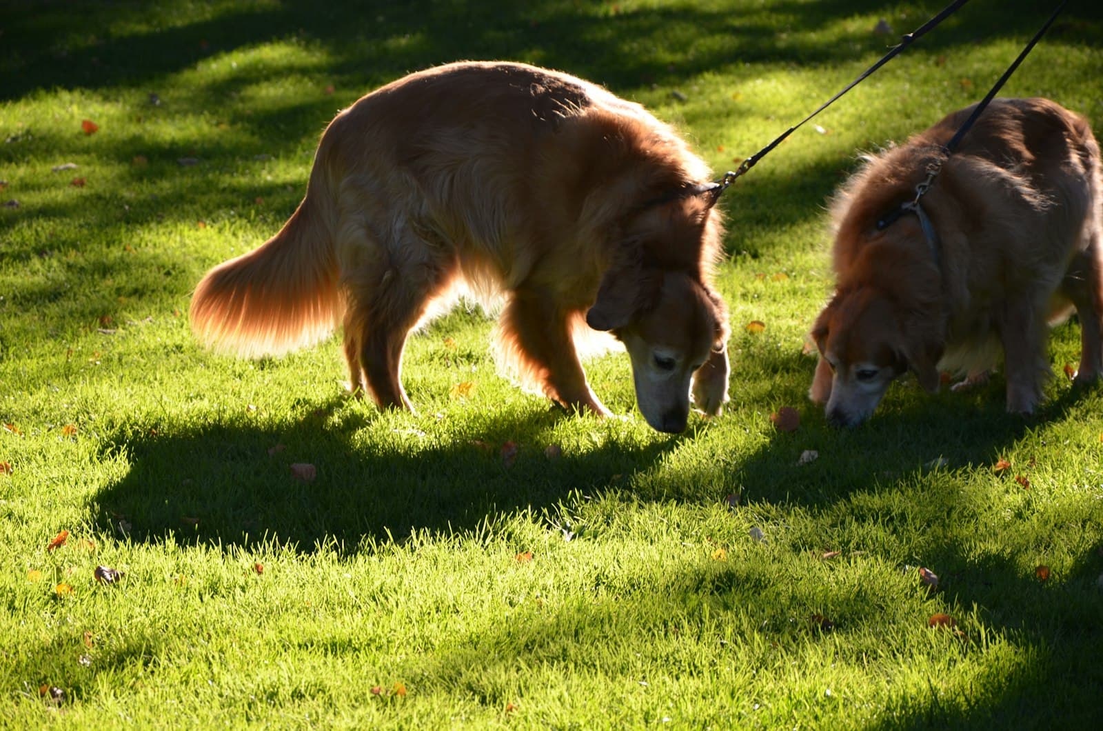 Two golden retrievers on a sunlit lawn